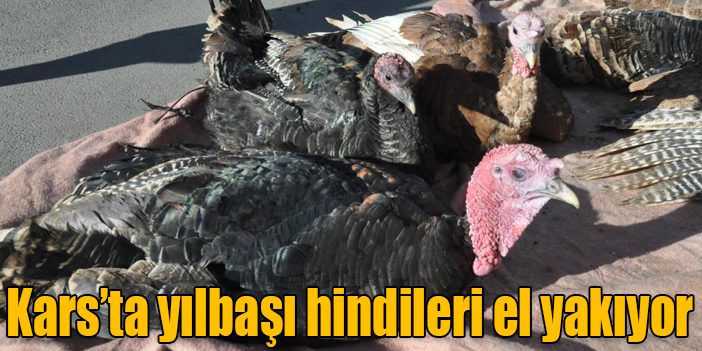 Kars’ta yılbaşı hindileri el yakıyor