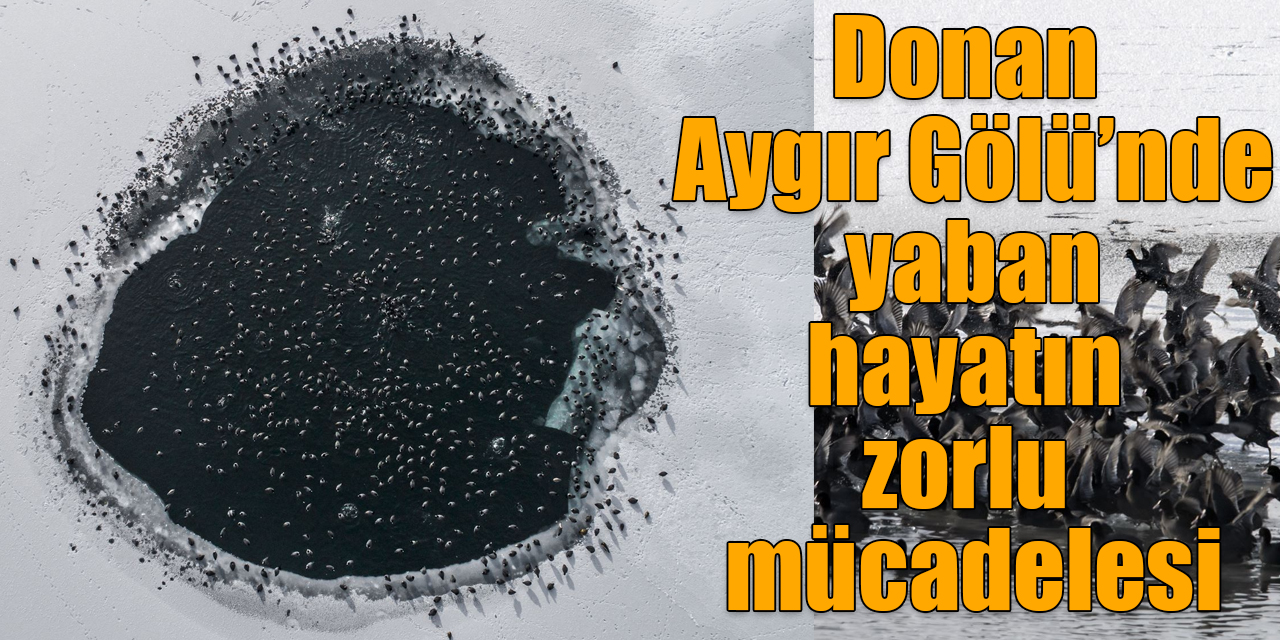 Donan Aygır Gölü’nde yaban hayatın zorlu mücadelesi