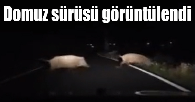 Göle-Kars yolunda domuz sürüsü görüntülendi