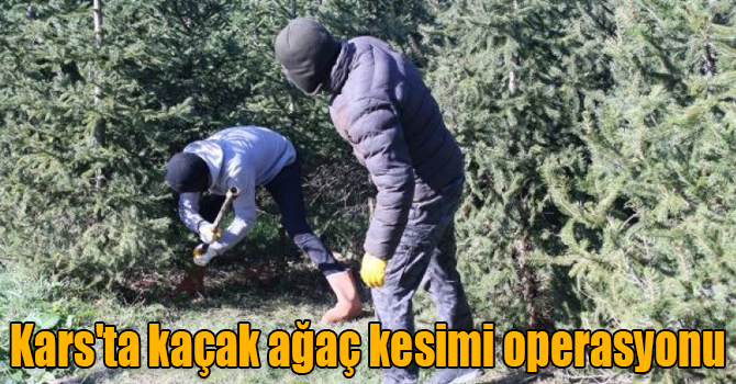 Kars'ta kaçak ağaç kesimi operasyonu