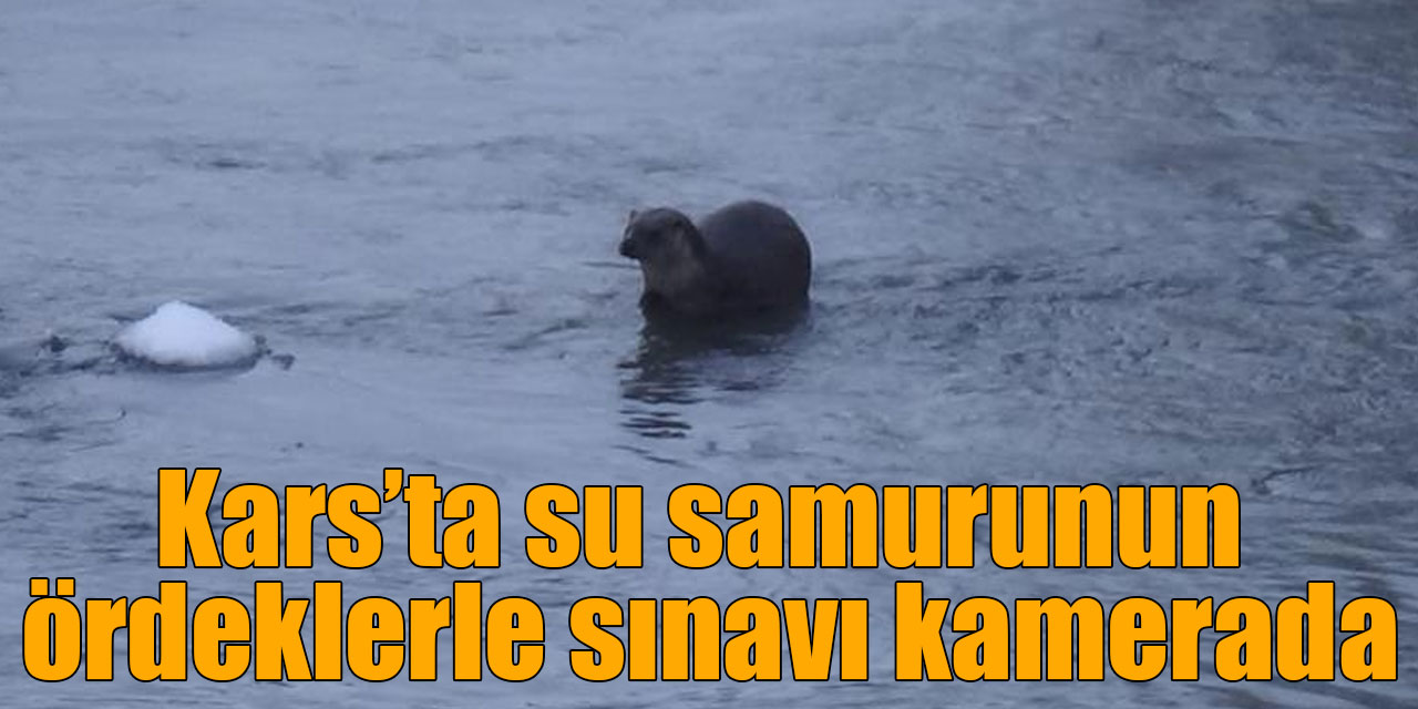 Kars’ta su samurunun ördeklerle sınavı kamerada