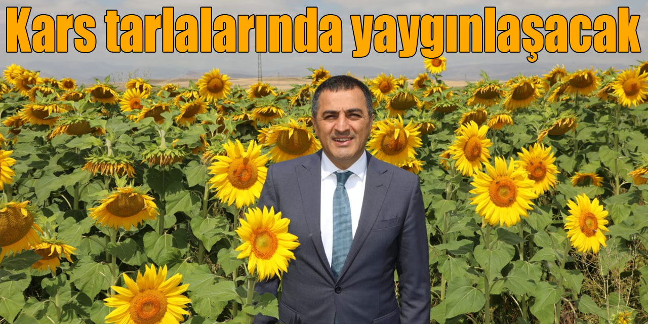 Sarı Altın ‘Ayçiçeği’ Kars tarlalarında yaygınlaşacak