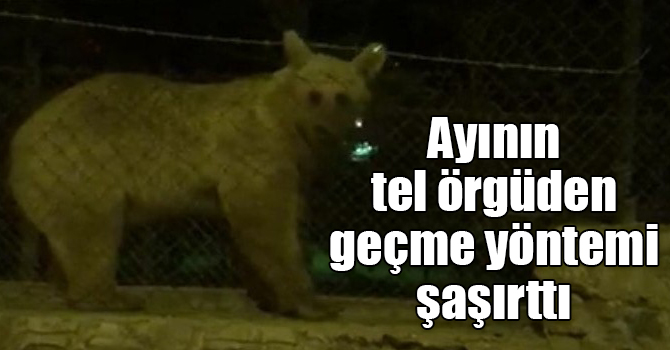 Sarıkamış’ta ayının tel örgüden geçme yöntemi şaşırttı