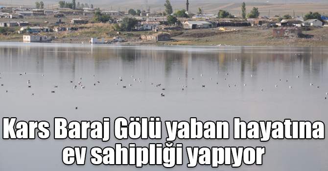 Kars Baraj Gölü yaban hayatına ev sahipliği yapıyor