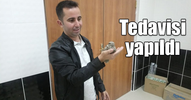 Kars'ta çoban aldatan kuşunun tedavisi yapıldı