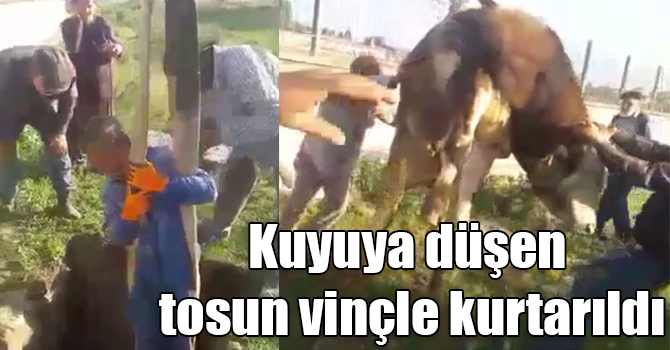 Kuyuya düşen tosun vinçle kurtarıldı