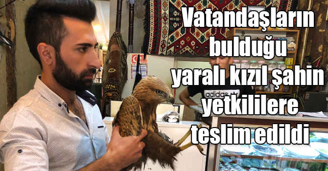 Kars’ta vatandaşların bulduğu yaralı kızıl şahin tedavi edilecek