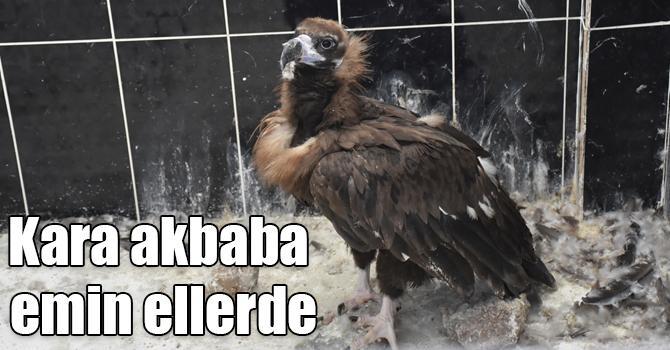 Kars'ta bulunan kara akbaba emin ellerde