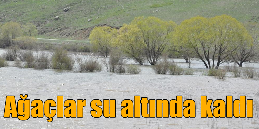 Kars’ta ağaçlar baraj suları altında kaldı