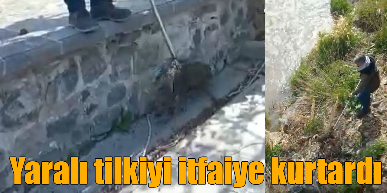 Kars’ta yaralı tilkiyi itfaiye kurtardı