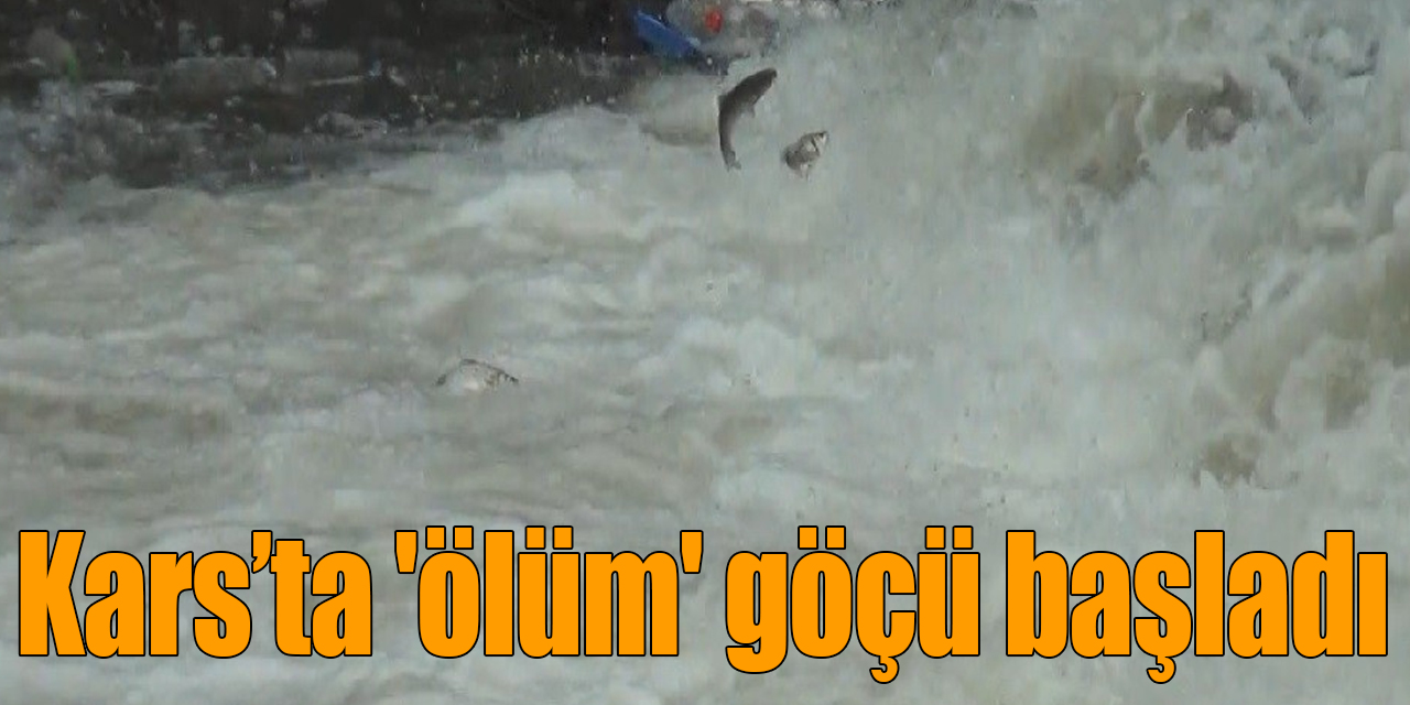 Kars’ta balıkların ’ölüm’ göçü başladı