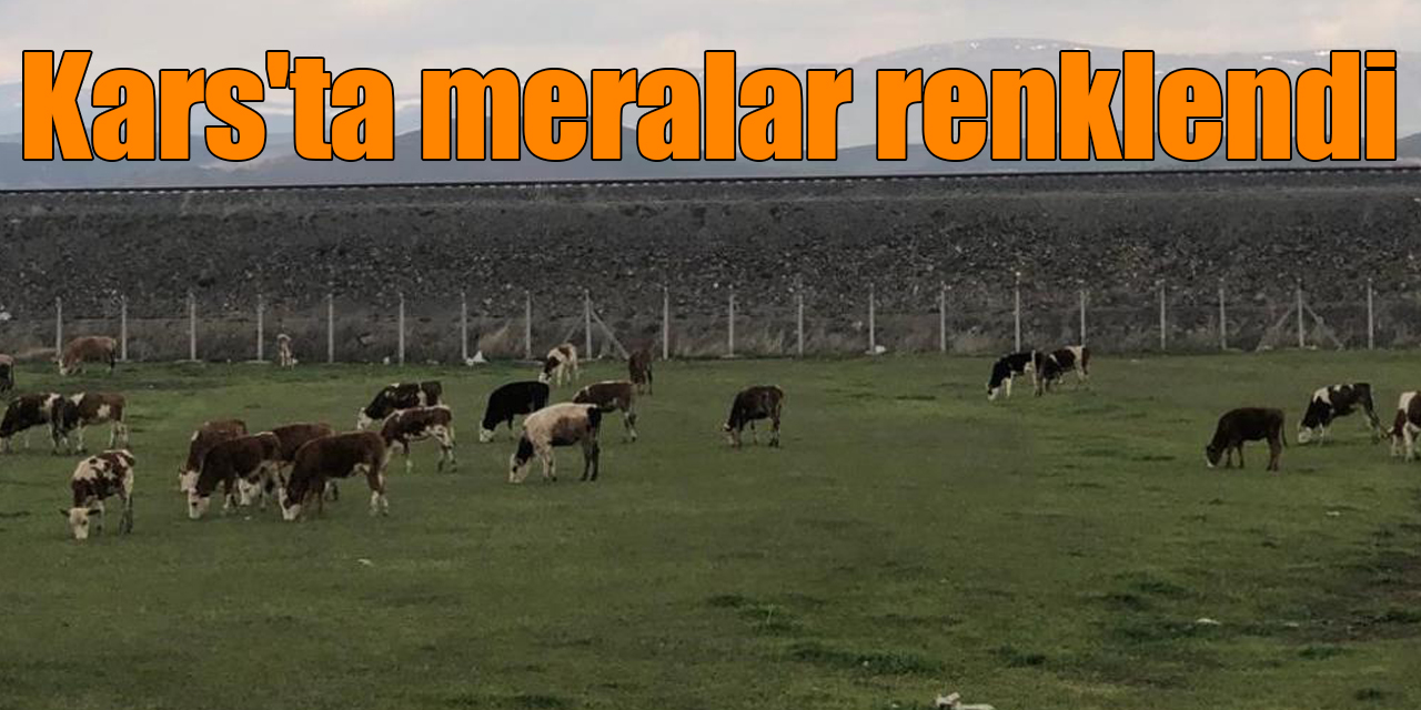 Kars'ta meralar renklendi