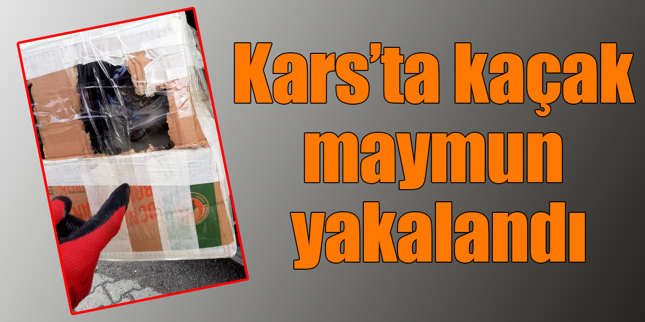 Kars’ta kaçak maymun yakalandı