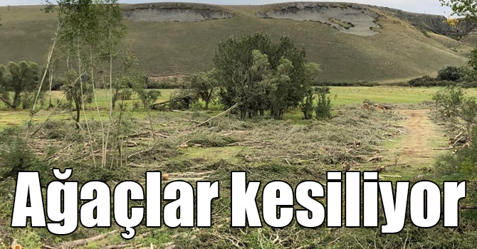 Kars'ta sular altına kalacak ağaçlar kesiliyor