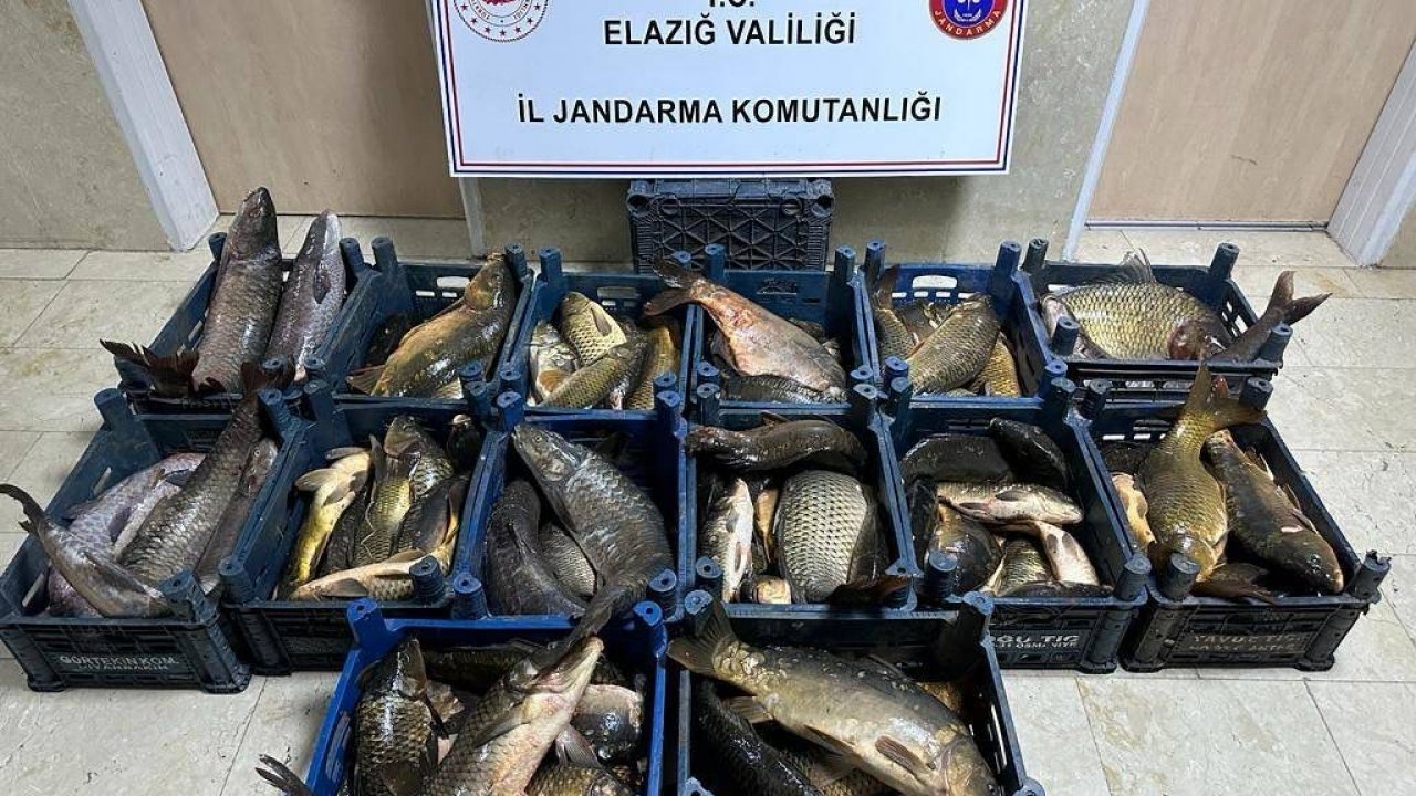 Elazığ’da 1 ton kaçak balık ele geçirildi