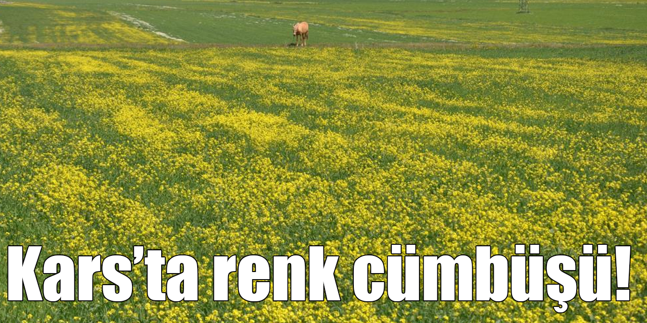 Kars’ta renk cümbüşü yaşanıyor