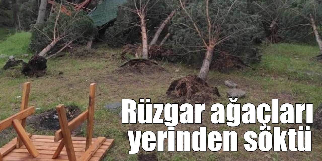 Sarıkamış’ta rüzgar ağaçları yerinden söktü