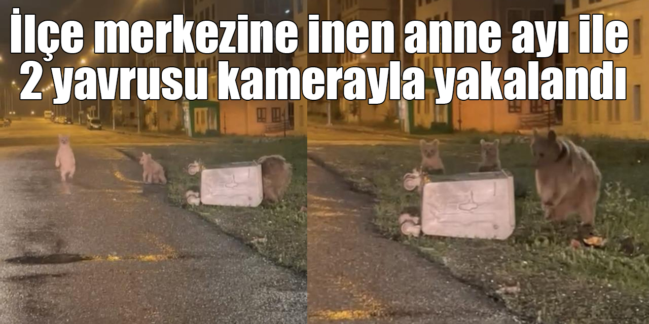 İlçe merkezine inen anne ayı ile 2 yavrusu kamerayla yakalandı