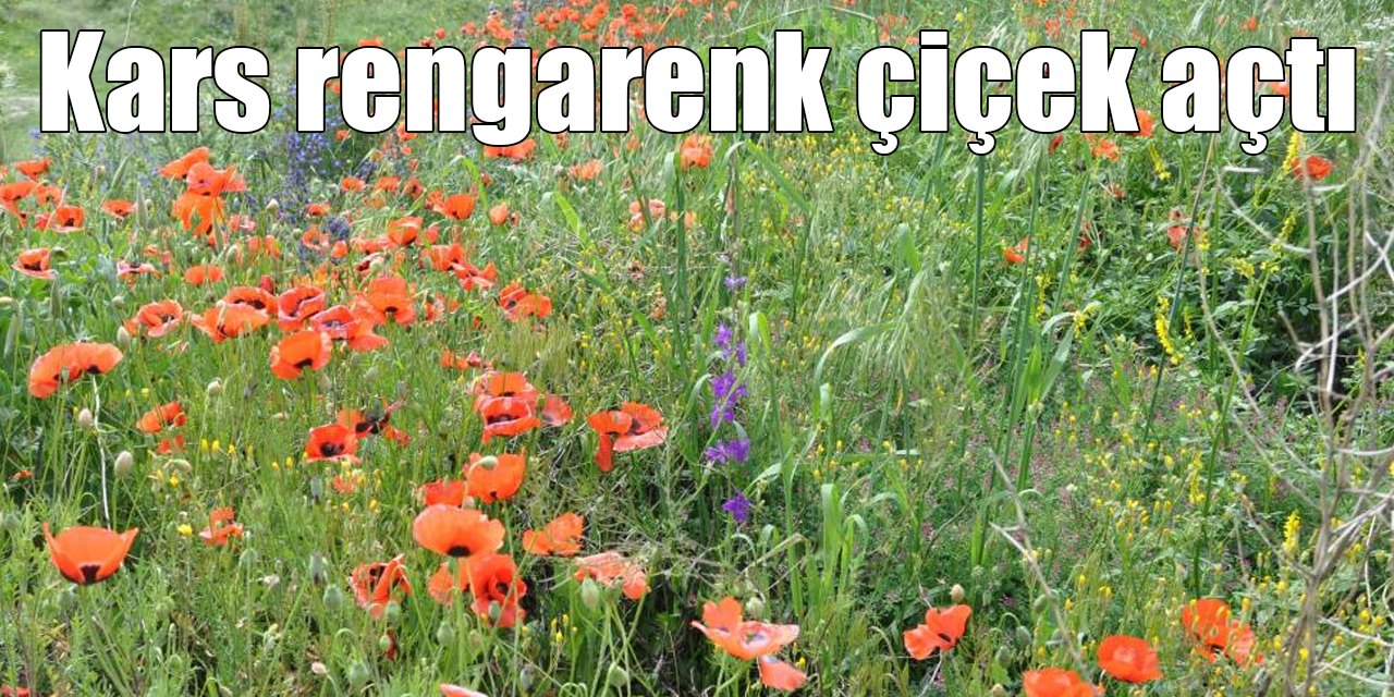 Kars rengarenk çiçek açtı