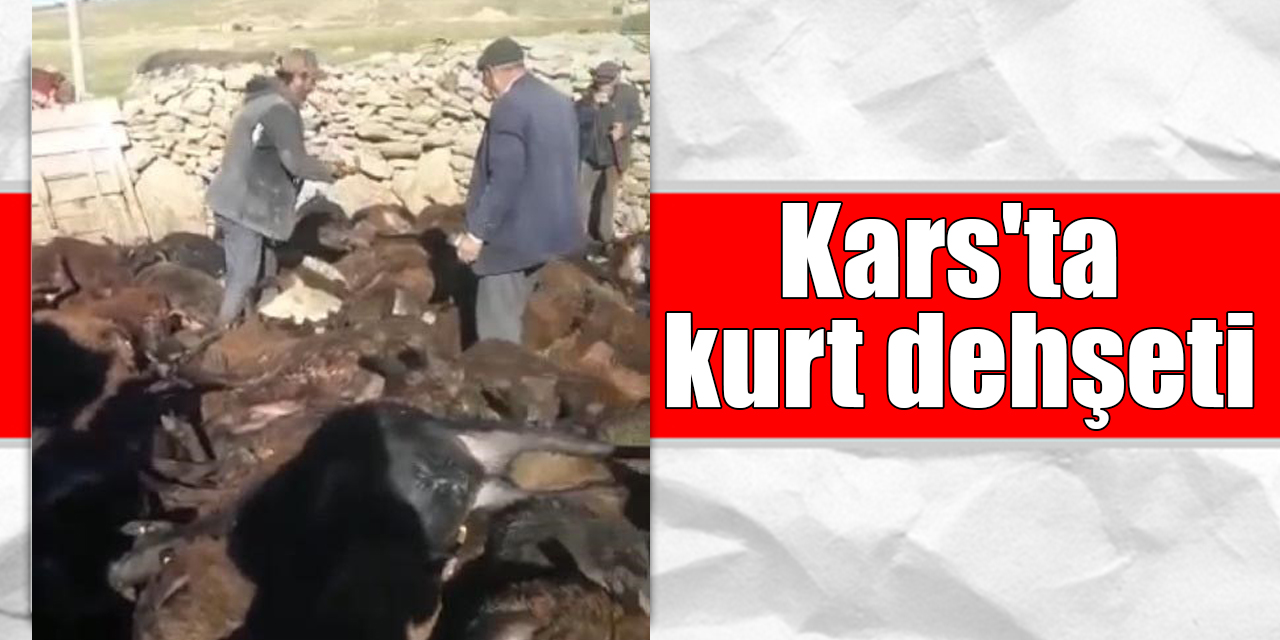 Kars'ta kurt dehşeti