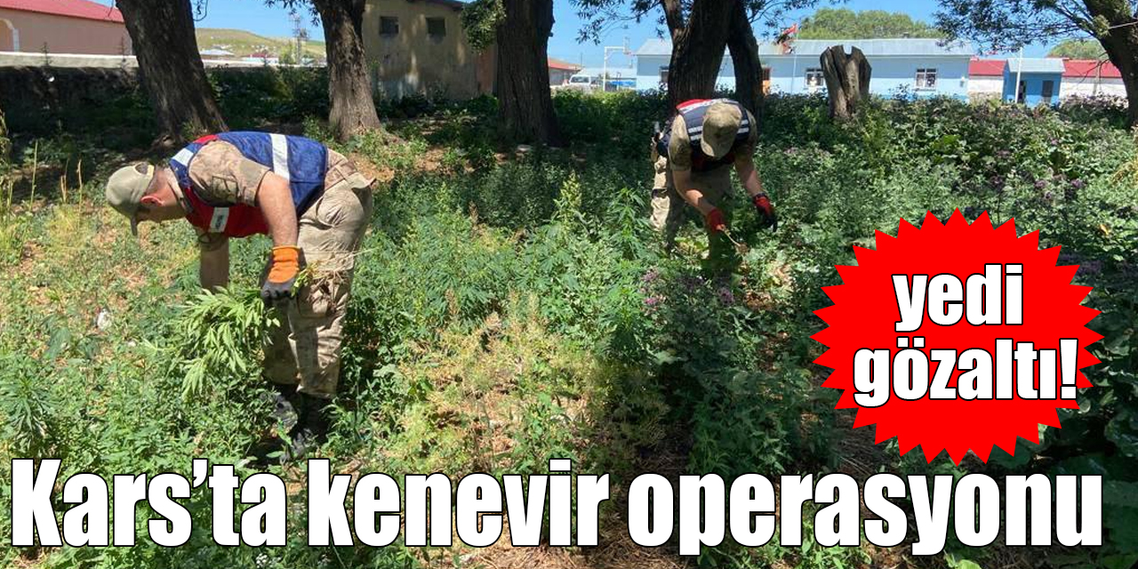 Kars’ta kenevir operasyonu: 7 gözaltı!