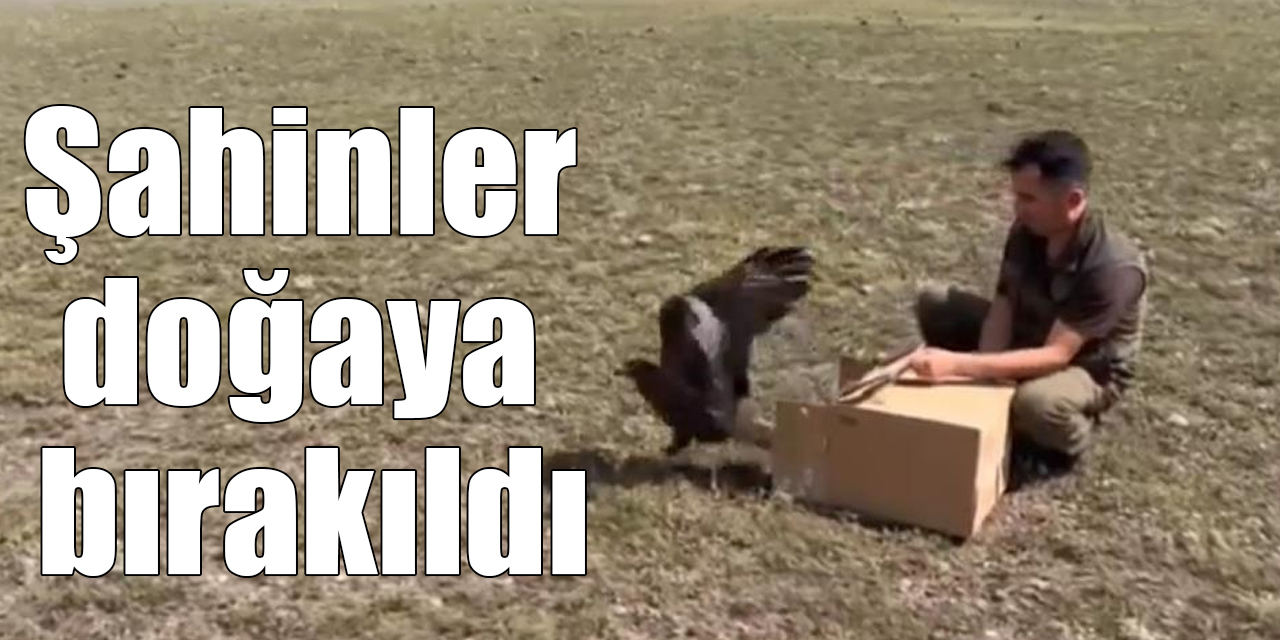 Kars’ta kızıl şahinler doğaya bırakıldı