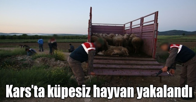 Kars’ta küpesiz hayvan yakalandı