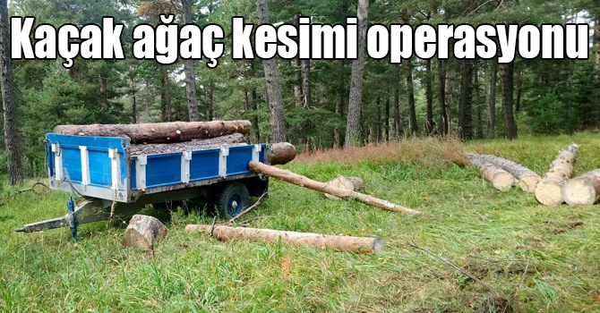 Kars’ta kaçak ağaç kesimi operasyonu