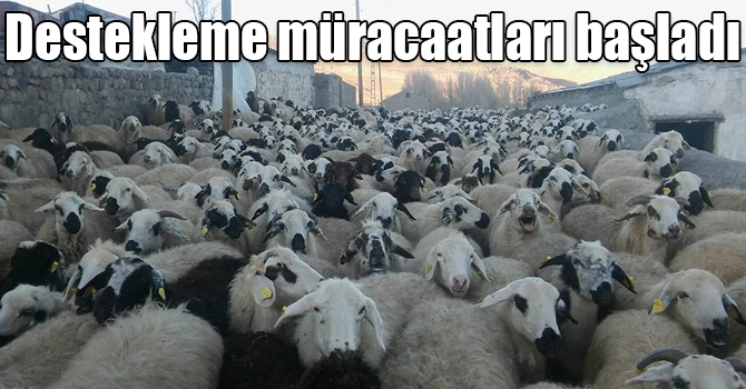 Kars'ta Anaç Koyun ve Keçi Desteklemesi müracaatları başladı