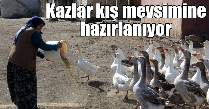 Kars'ta kazlar kış mevsimine hazırlanıyor