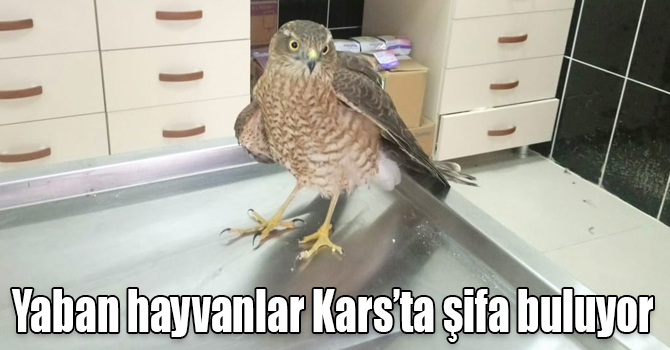 Yaban hayvanlar Kars’ta şifa buluyor