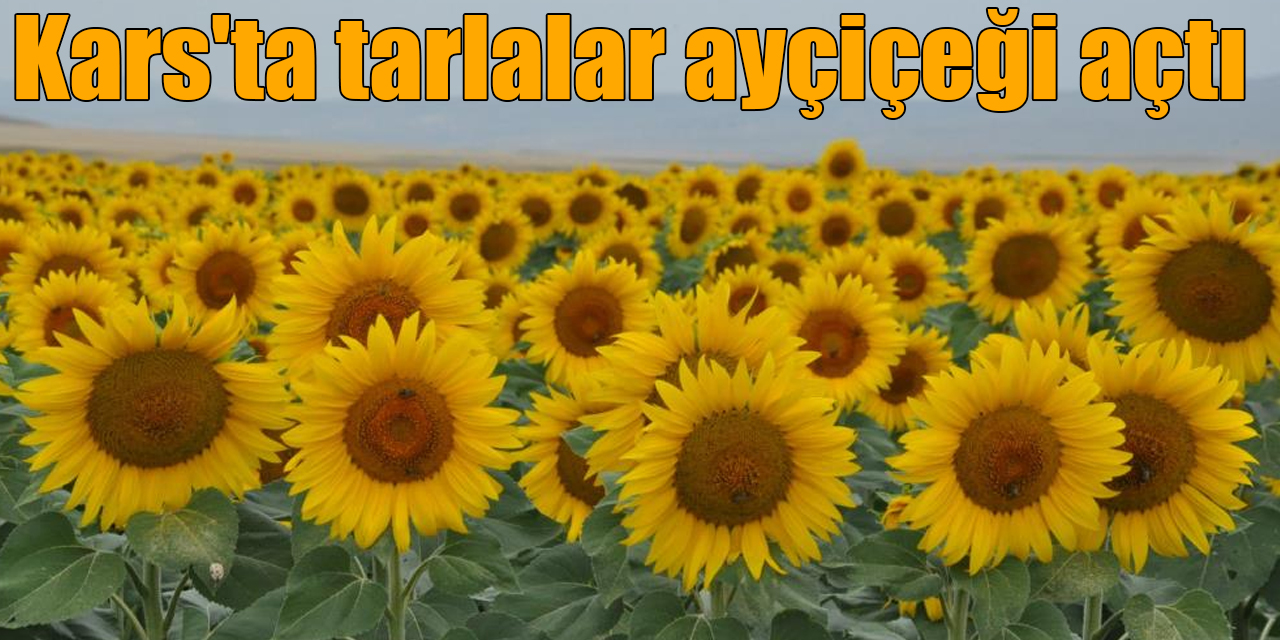 Kars’ta tarlalar ayçiçeği açtı