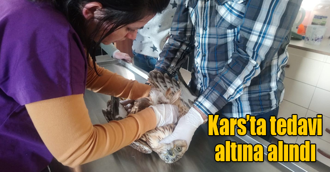 Yaralı kızıl şahin ile yeşil başlı ördek Kars’ta tedavi altına alındı