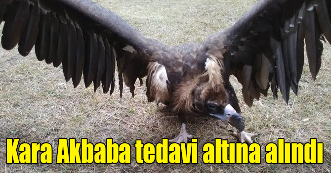Sarıkamış’ta bulunan Kara Akbaba tedavi altına alındı