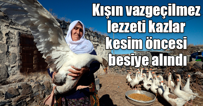 Kışın vazgeçilmez lezzeti kazlar kesim öncesi besiye alındı
