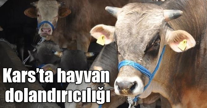 Kars’ta hayvan dolandırıcılığı