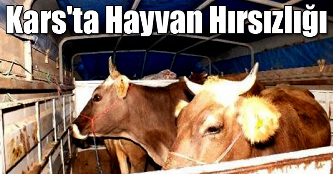 Kars’ta hayvan hırsızlığı