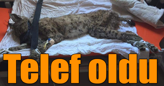 Avcılar tarafından vurulan vaşak telef oldu