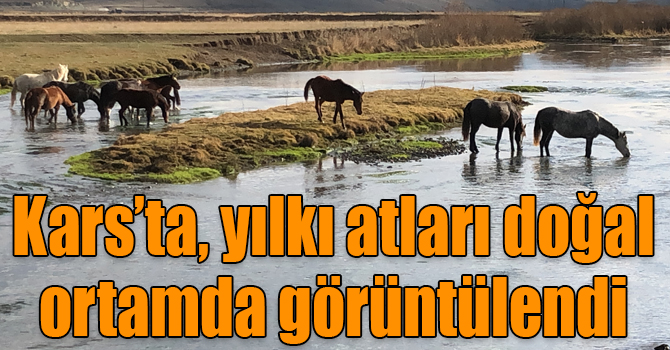 Kars’ta, yılkı atları doğal ortamda görüntülendi