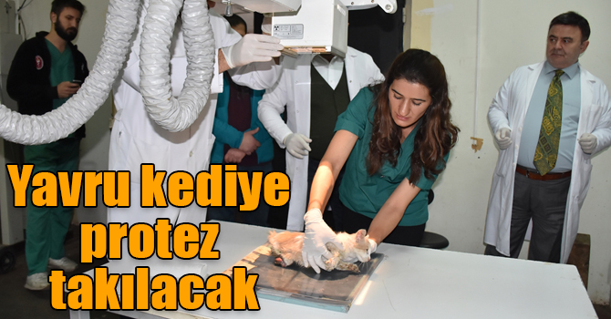 Ayakları kesik halde bulunan yavru kediye protez takılacak