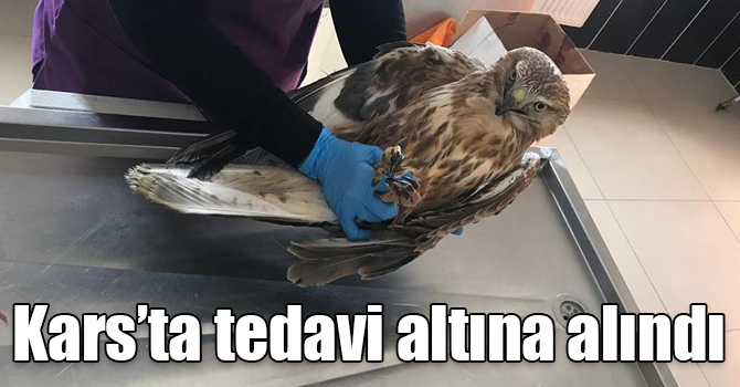 Ardahan’da avcılar tarafından vurulan şahin, Kars’ta tedavi altına alındı