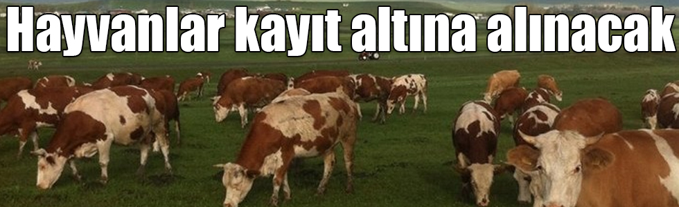 Sığır, koyun ve keçiler küpelenerek kayıt altına alınacak