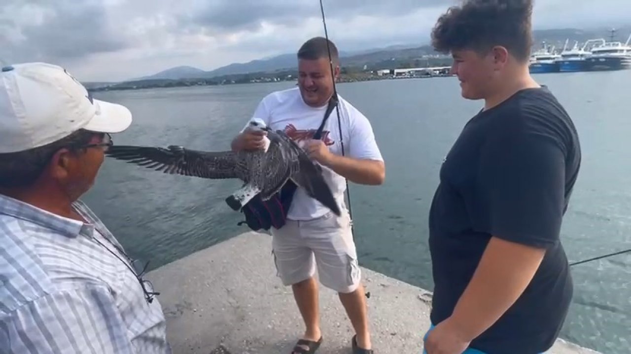 Balıkçıların oltasına bu kez balık değil martı takıldı