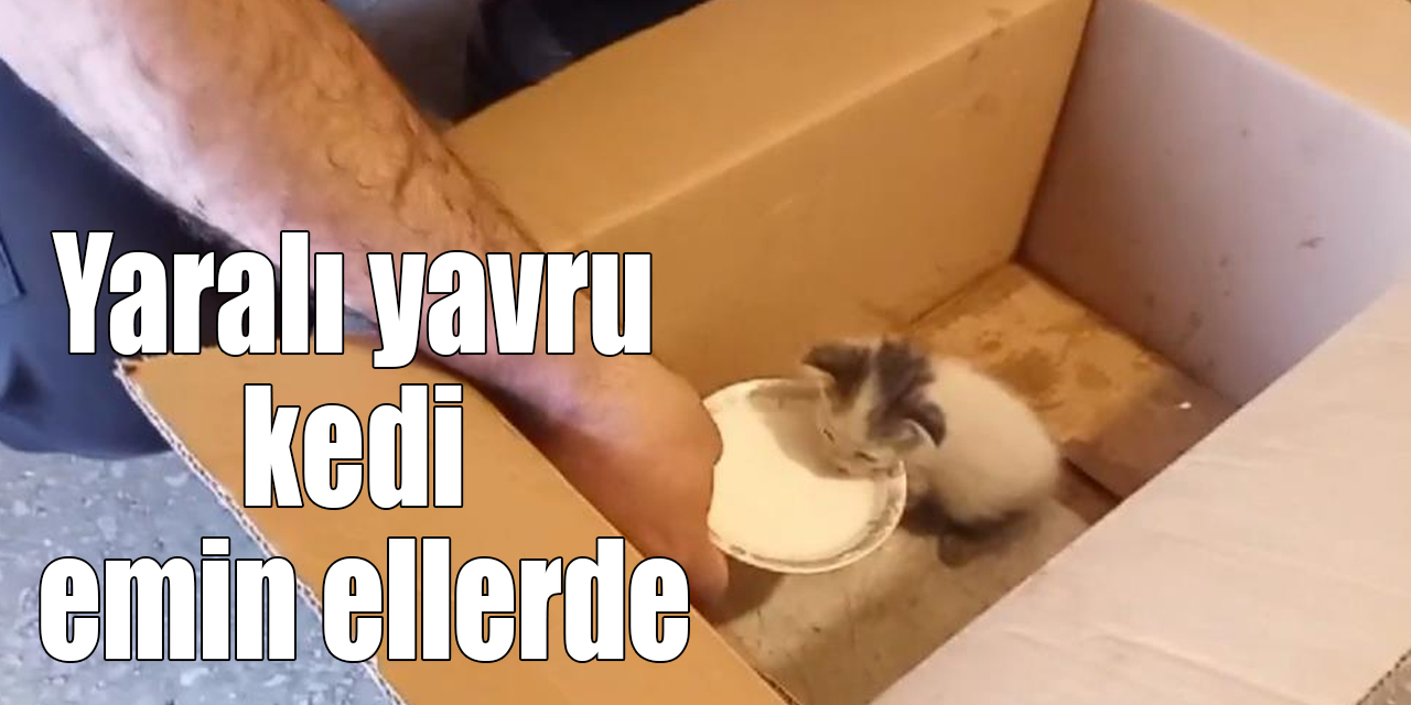 Kars’ta yaralı yavru kedi emin ellerde