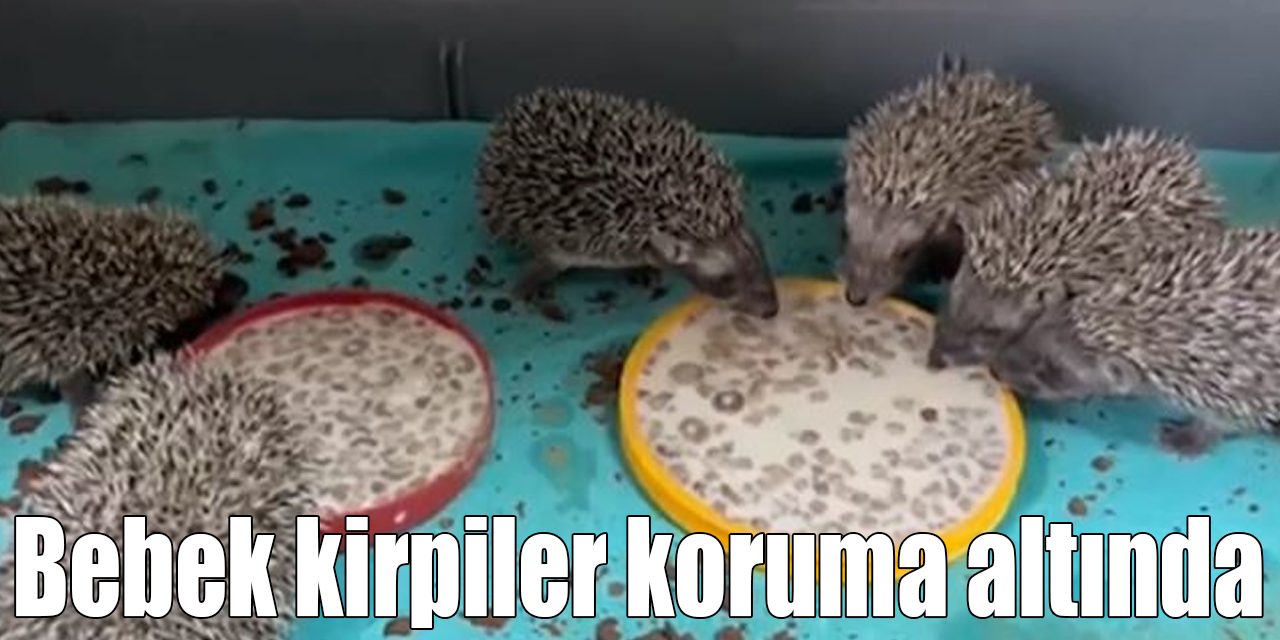 Bebek kirpiler koruma altında