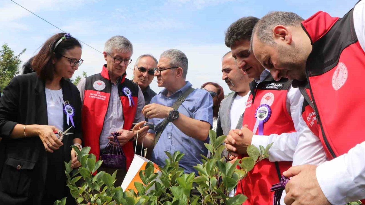 Yalova’nın coğrafi işaretli meyvesi aronyada hasat sevinci
