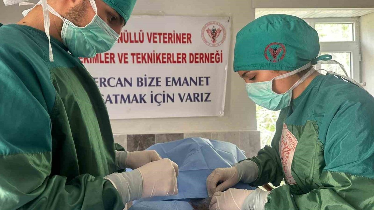 Hozat’ta Sokak hayvanları için çalışma başlatıldı