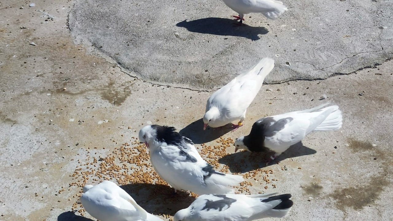 Denizli’nin dolapçı güvercinleri mesafe tanımıyor