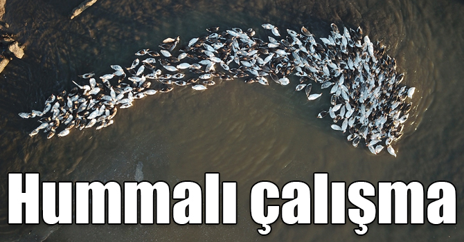 Kaz çiftliklerinde hummalı çalışma