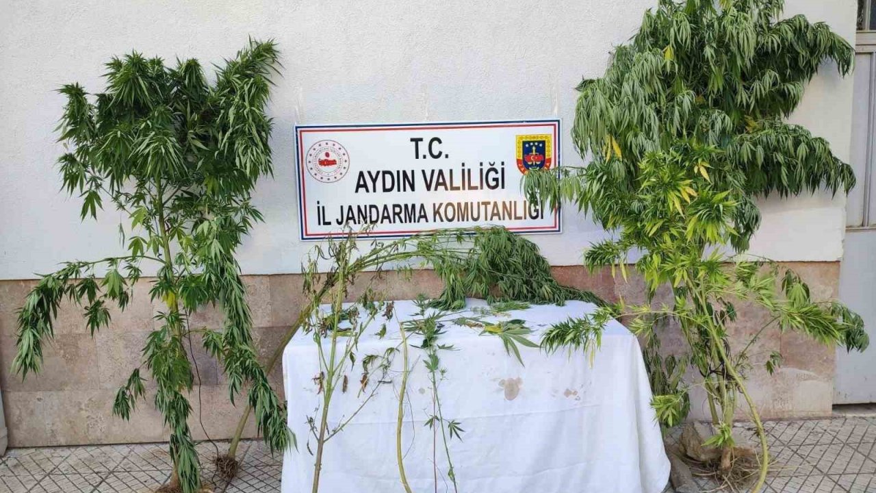 Aydın’da jandarma ekipleri uyuşturucuya geçit vermiyor